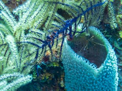 Arrow Crab on Blue Tube Sponge Arrow Crab on Blue Tube Sponge