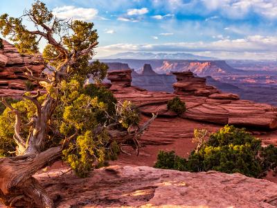 Juniper Tree Layered View Juniper Tree Layered View