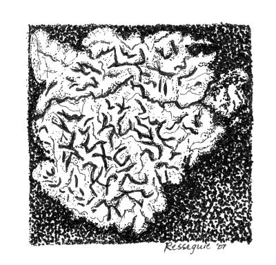Graphis scripta, 2007 Graphis scripta, 2007