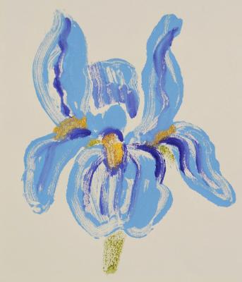 Blue Iris Blue Iris