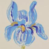 Blue Iris