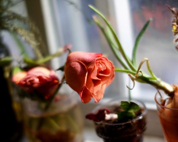 untitled (canon r50 ttartisan 50mm f/1.2)