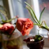 untitled (canon r50 ttartisan 50mm f/1.2)