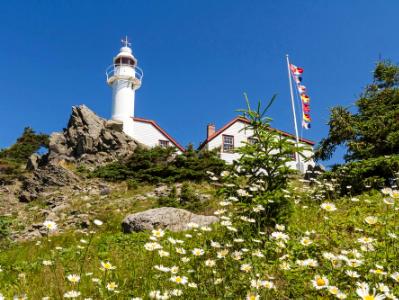 Rocky Harbour Head Light & Daisies Rocky Harbour Head Light & Daisies