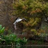 Wakodahatchee Wetlands