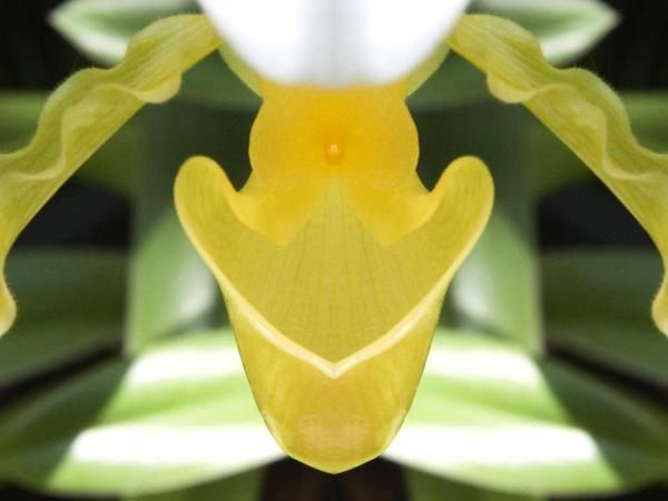 Yellow Orchid