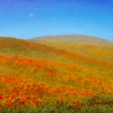 California Poppies