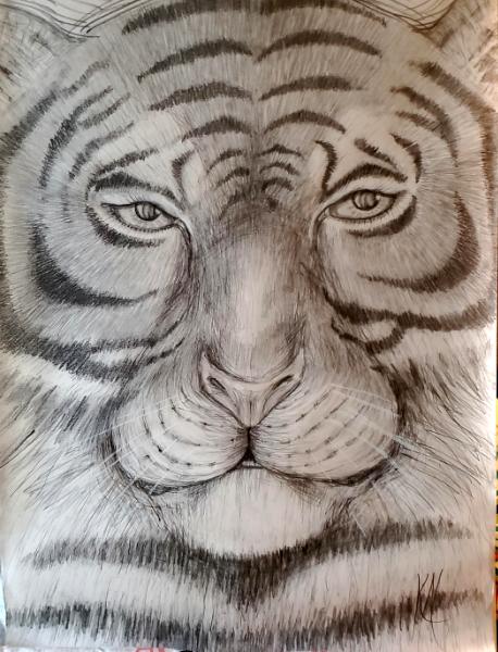  Tiger Portrait in graphite pencil 