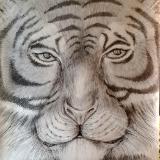  Tiger Portrait in graphite pencil 