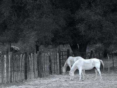 Horses Grazing, Dusk