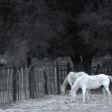 Horses Grazing, Dusk