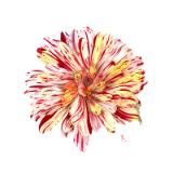 Candycane Zinnia