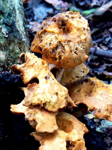 Tree Mushrooms