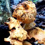 Tree Mushrooms