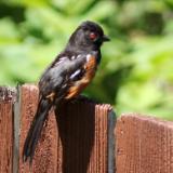 Spotted Towhee