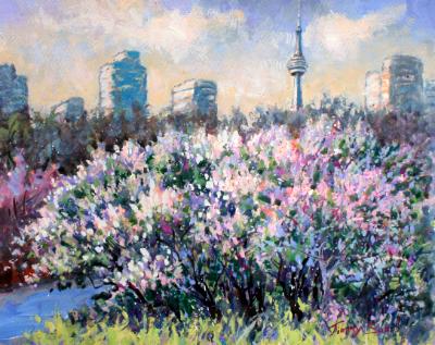 Lilacs Blooming in Toronto