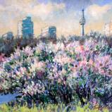 Lilacs Blooming in Toronto