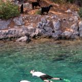 Snorkel with goats