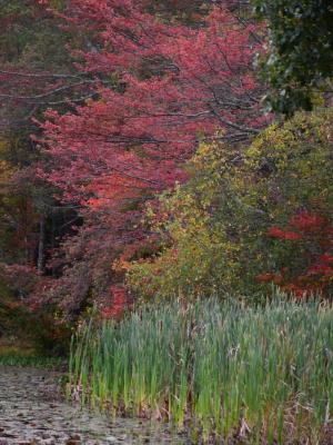 Foliage at the Pond