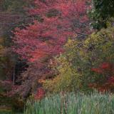 Foliage at the Pond