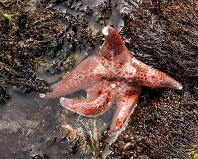 Starfish Bathing Starfish Bathing