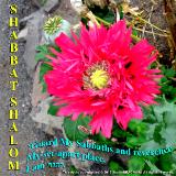 Lev 19:30~Shabbat Shalom