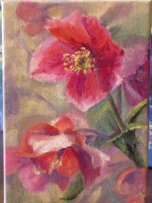 Spring Lenten Rose Spring Lenten Rose