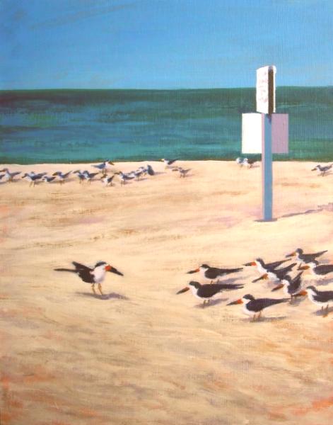 Morning Skimmers