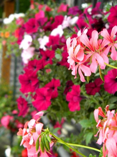 Hanging Flowers