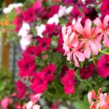 Hanging Flowers