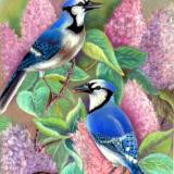 Blue Jays and Lilacs