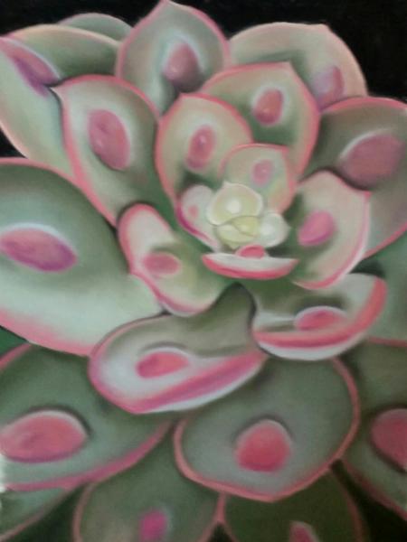 "Echeveria Raindrops"