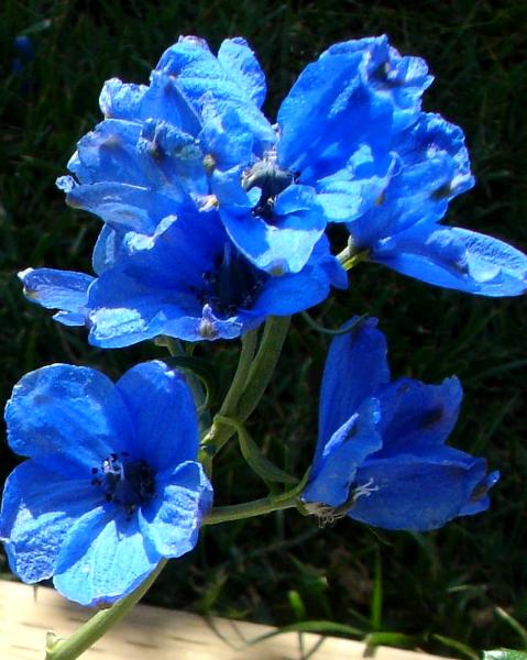 Blue Flowers