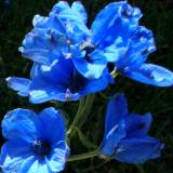 Blue Flowers