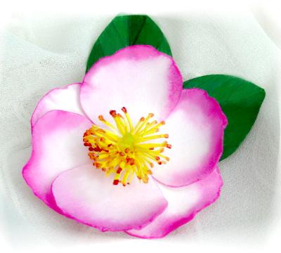 Camellia Apple Blossom Pimn Camellia Apple Blossom Pimn