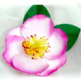 Camellia Apple Blossom Pimn