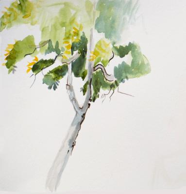 Zing Tree Zing Tree