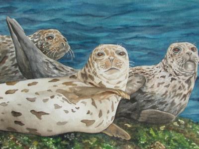 Harbor Seals Harbor Seals