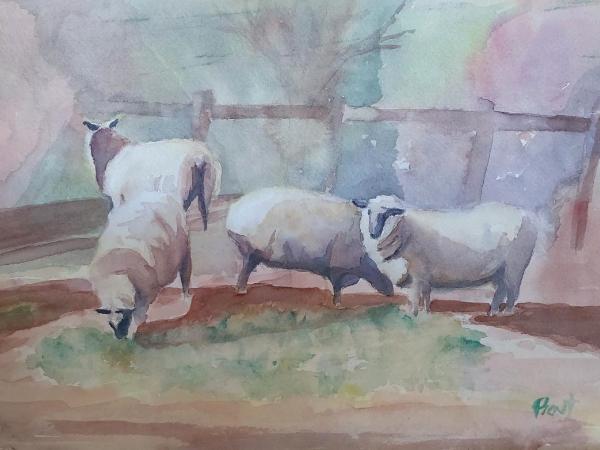 Sheepish