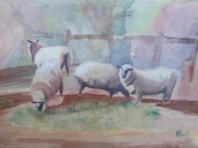 Sheepish