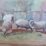 Sheepish