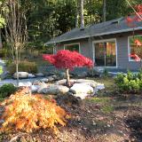 Japanese Maples outside studio