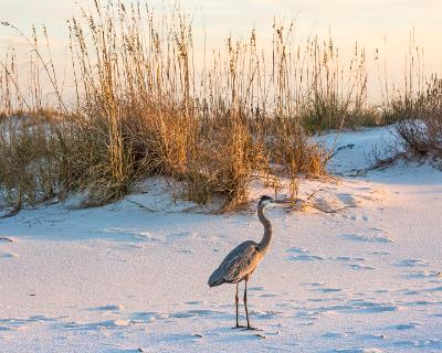 Great Blue Heron Amidst the Dunes Great Blue Heron Amidst the Dunes