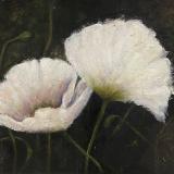 White Poppies