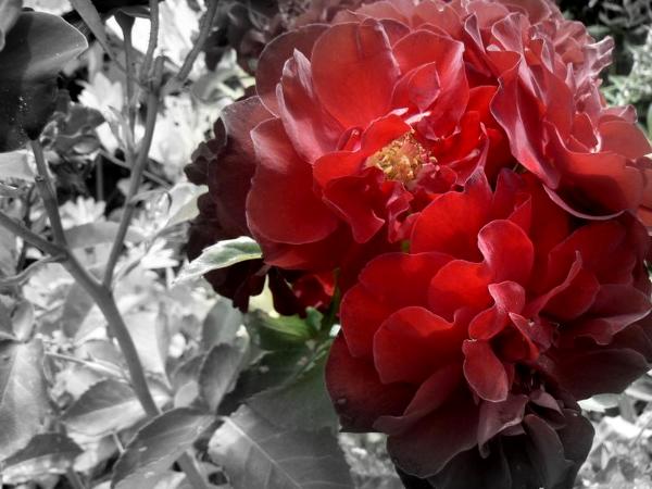 A Touch of Red