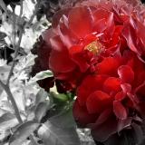 A Touch of Red