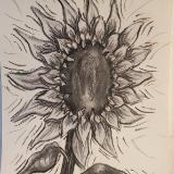 Sunflower in Grayscale 
