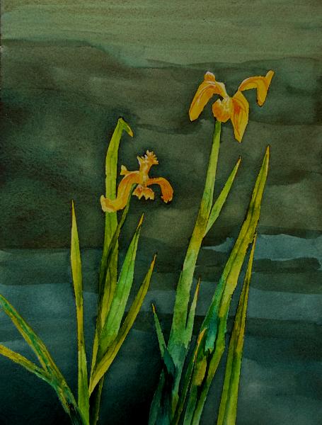 Water Irises