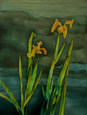 Water Irises Water Irises