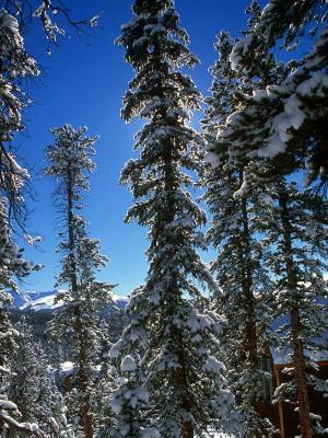 Colorado Tall Trees Colorado Tall Trees